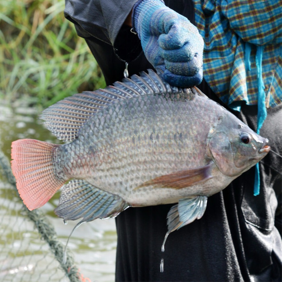 Giant Black & Red tilapia