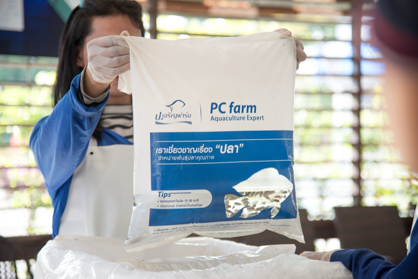 PC Farm Thailand staff packing live tilapia fry in a branded oxygen bag for export