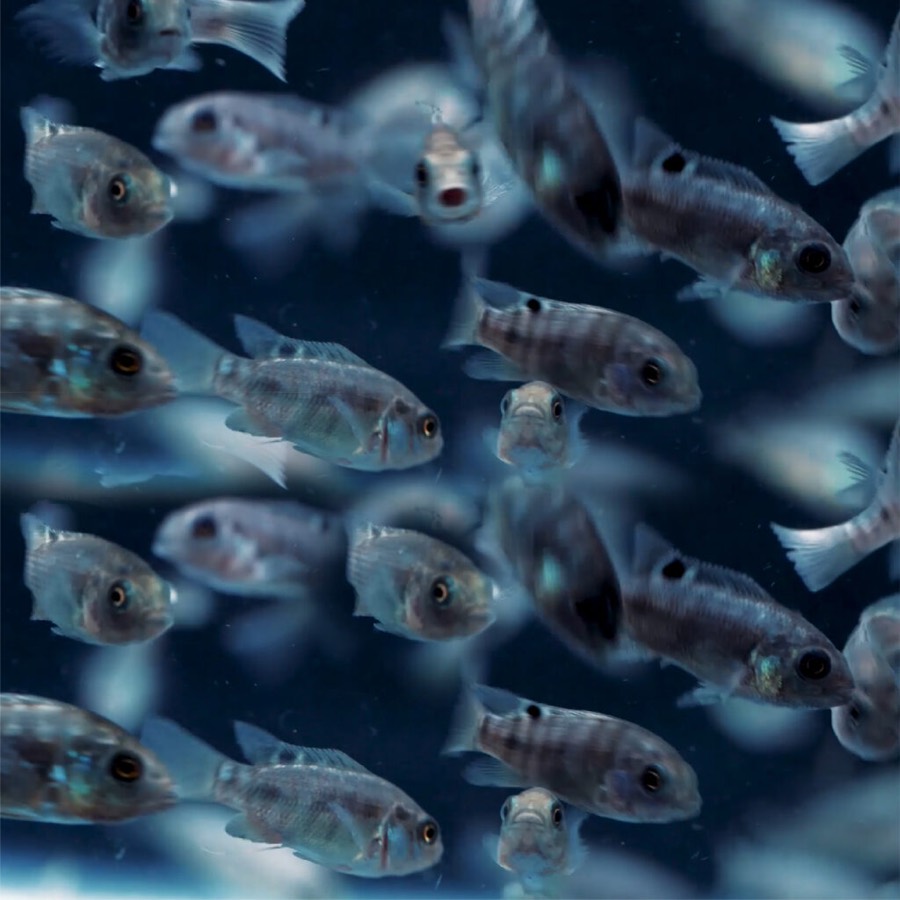 Black tilapia fry