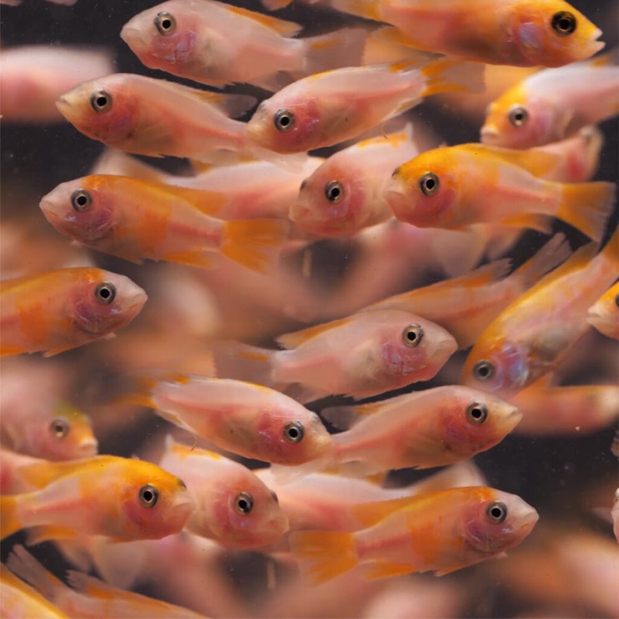 Red tilapia fry