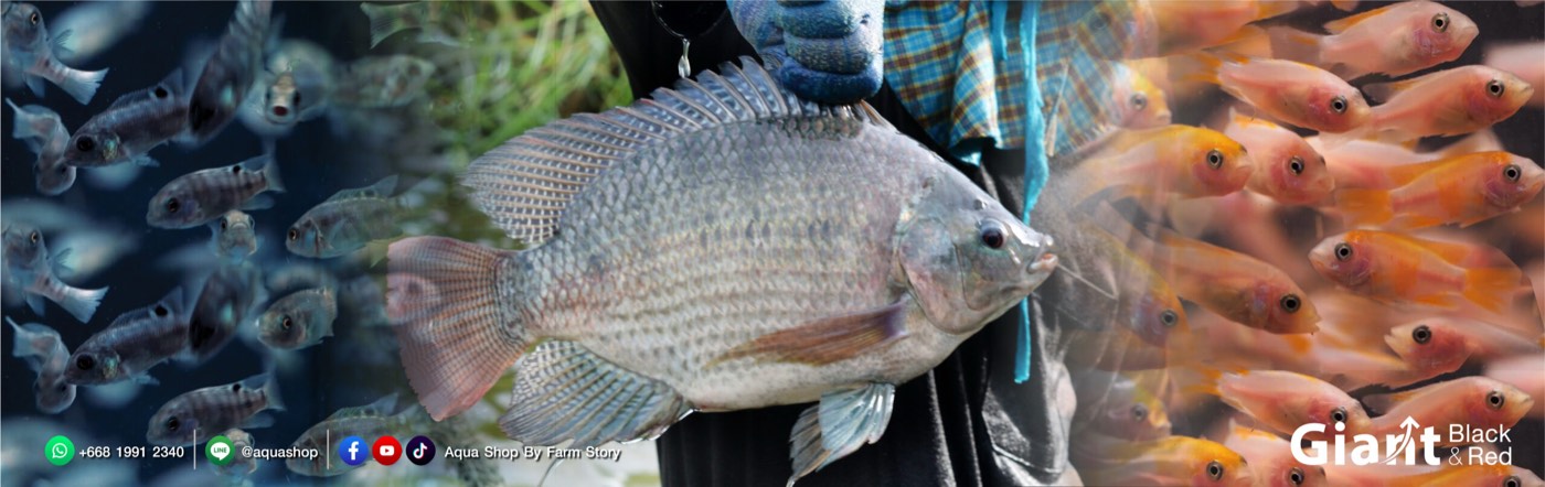 Giant tilapia broodstock at Farm Story