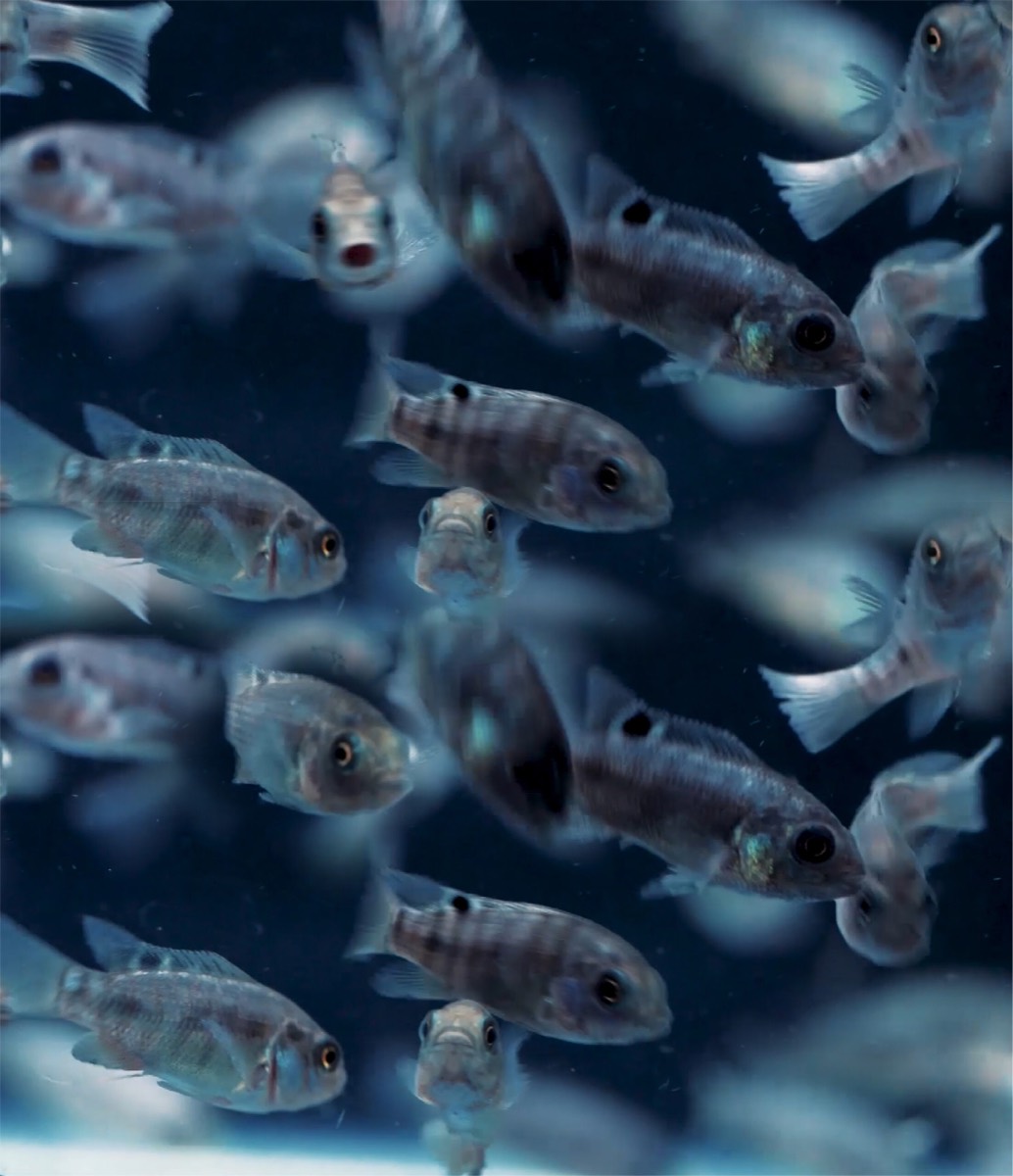 Tilapia research and culture